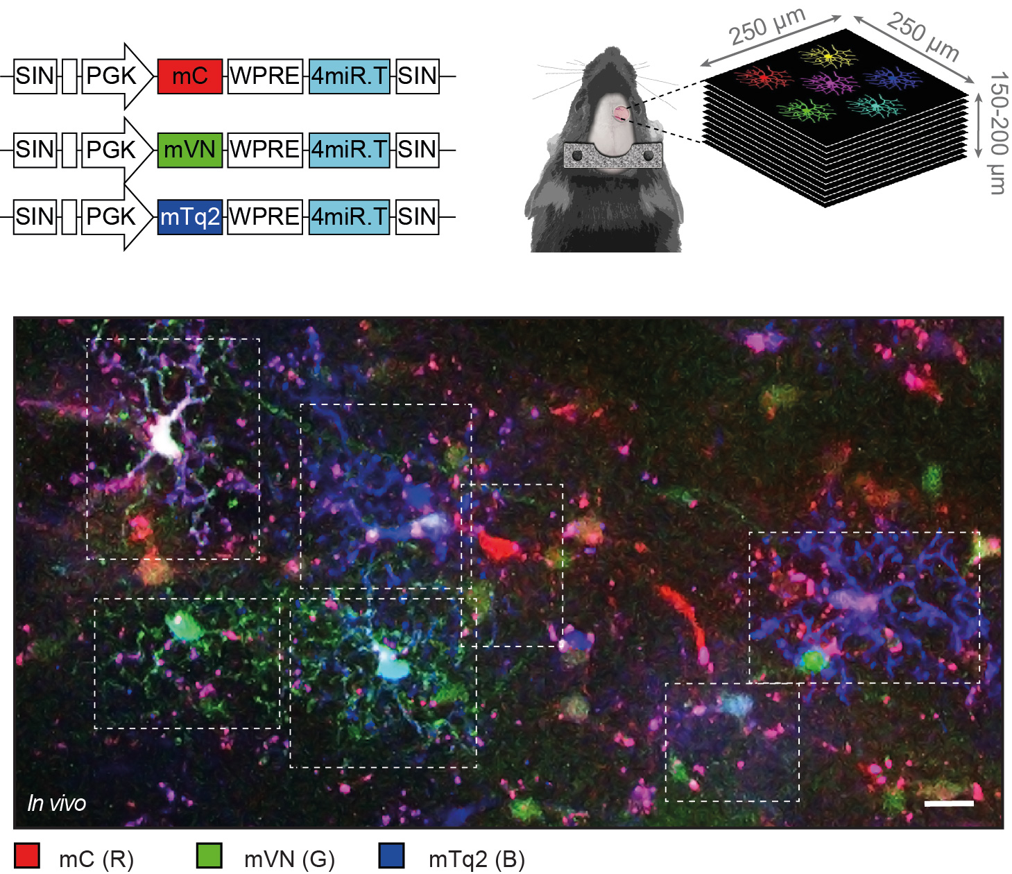 Fig for Glia Article