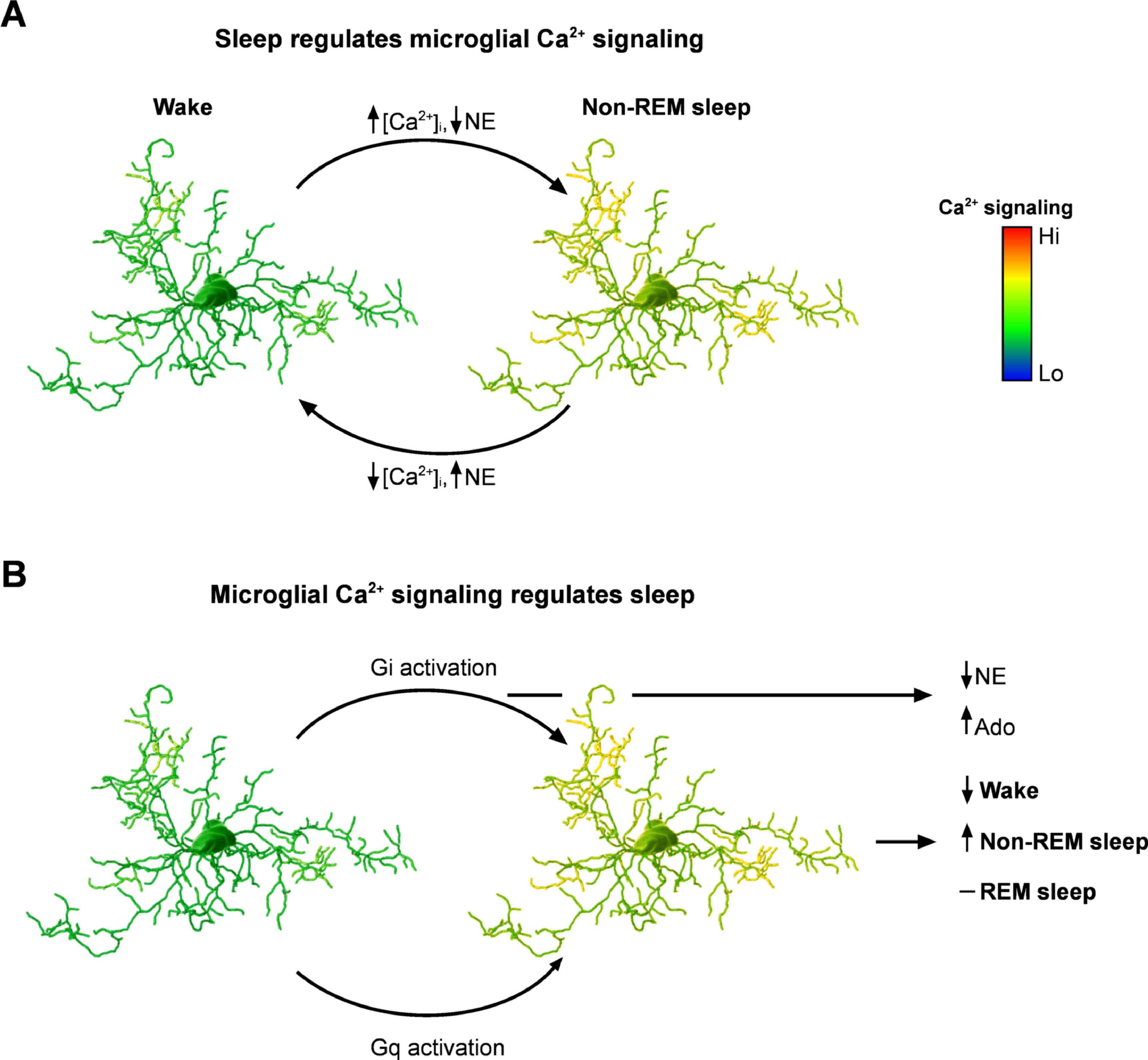 Sleep, calcium and microglia – an (un)expected liaison