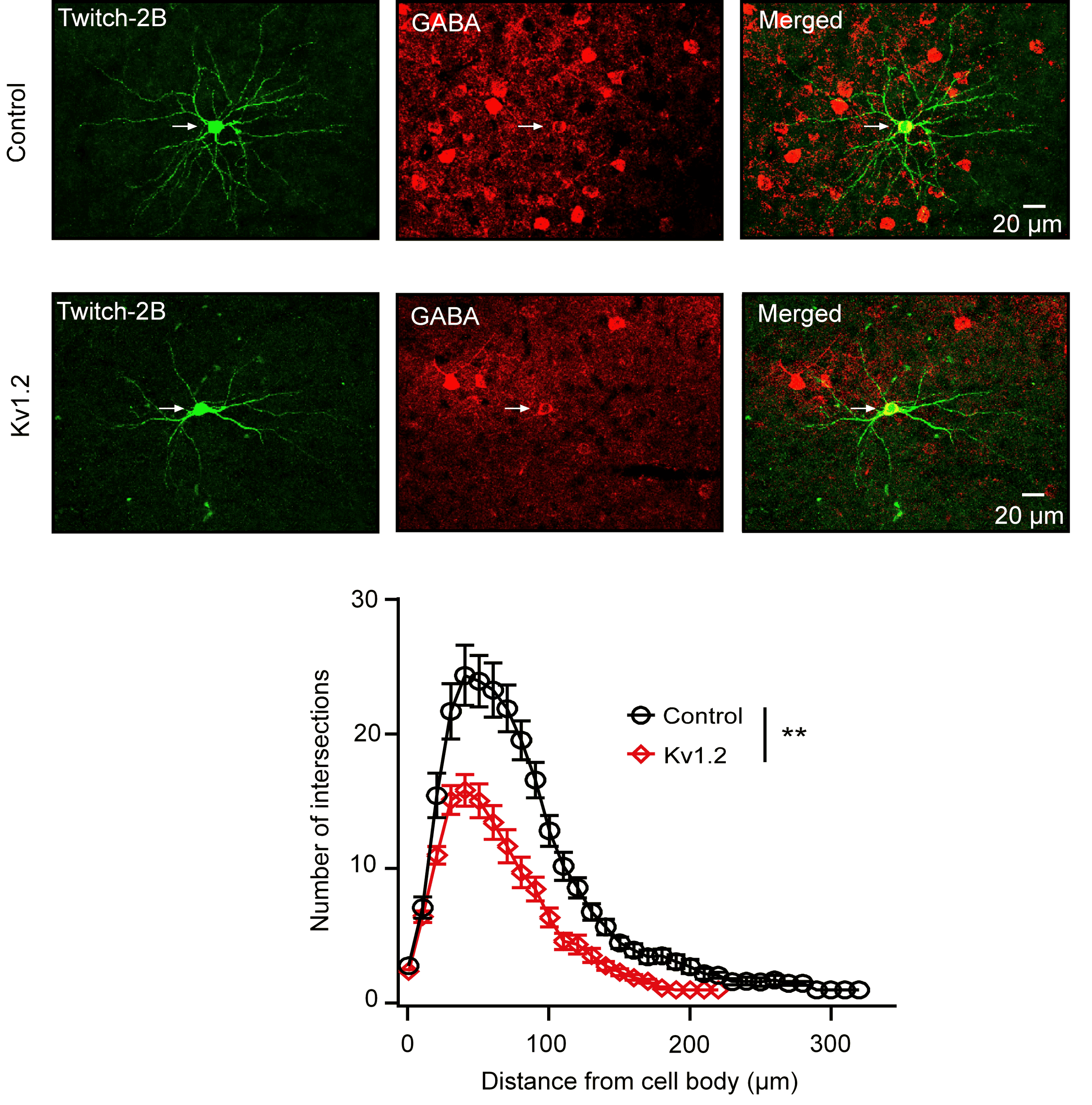 K+ channel-mediated retarded maturation of interneurons and its role in neurodevelopmental disorders