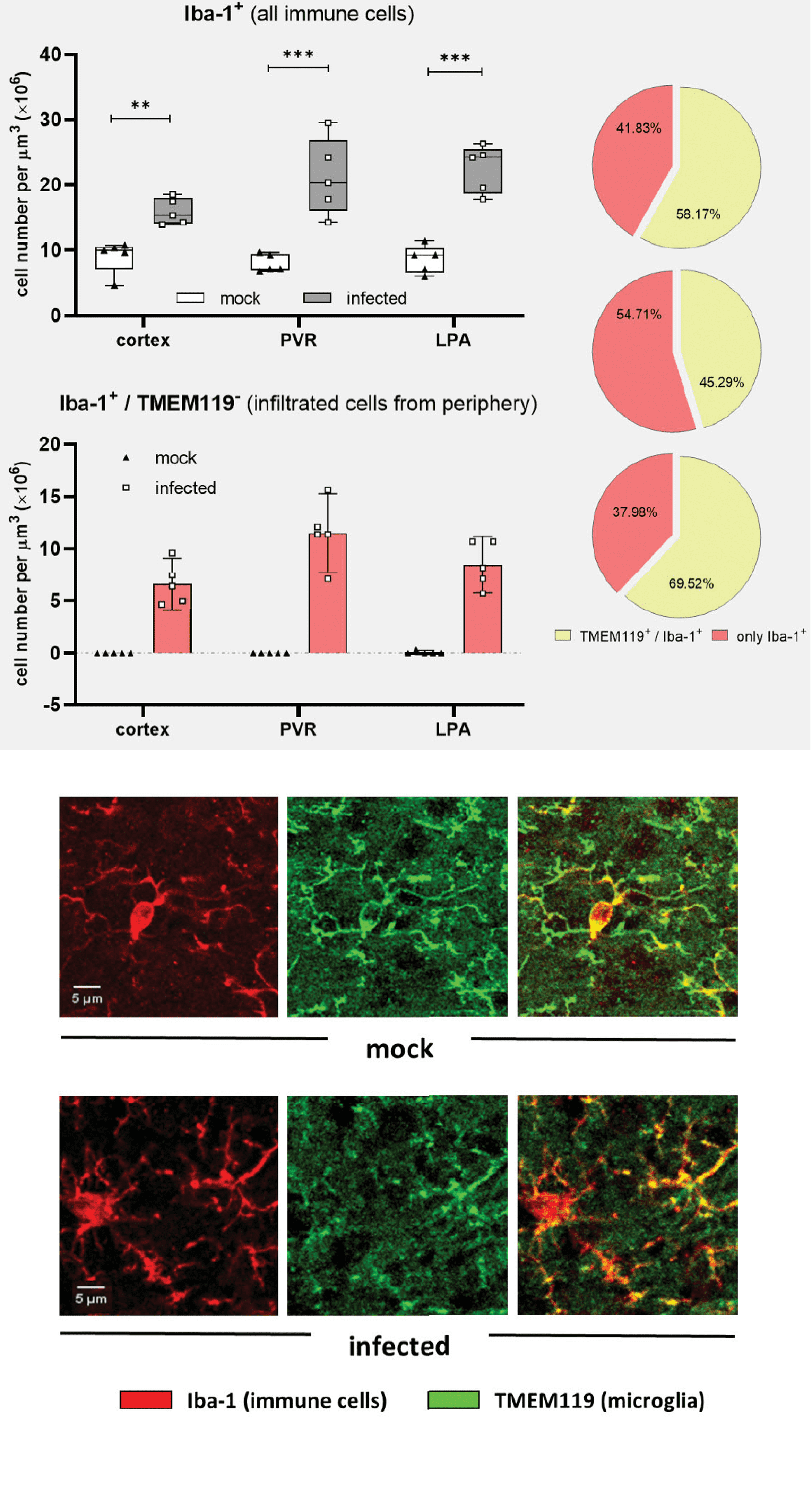 Live imaging of microglia during sleeping sickness reveals early and heterogeneous inflammatory responses