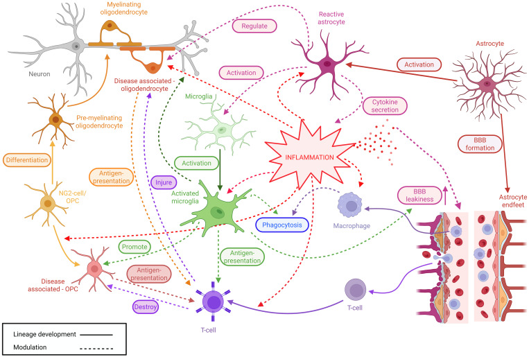 immunce funtions